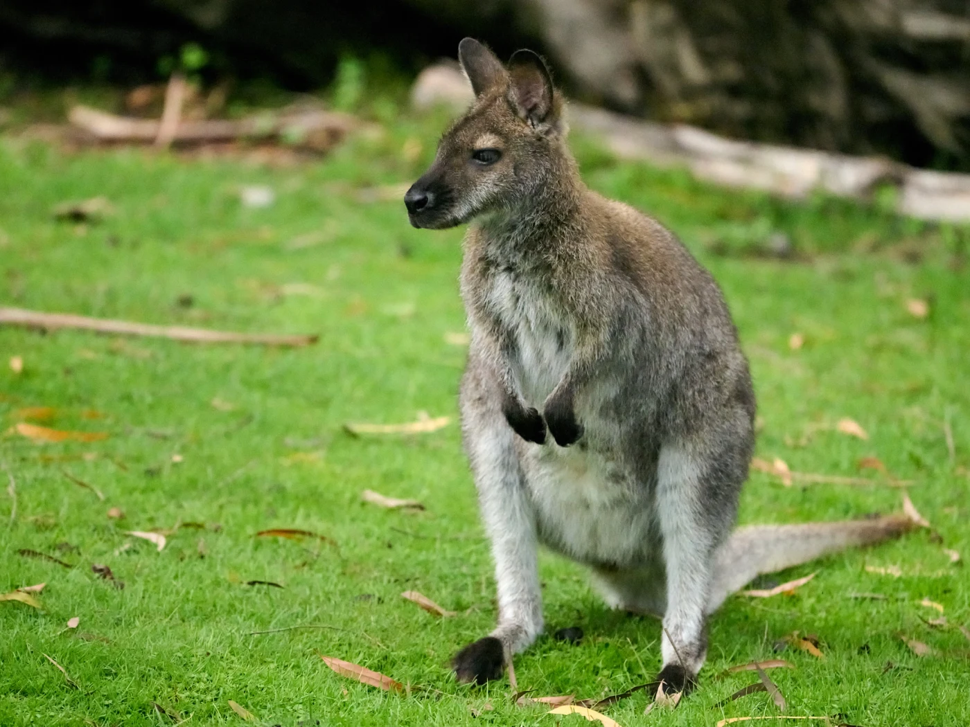 Wildlife