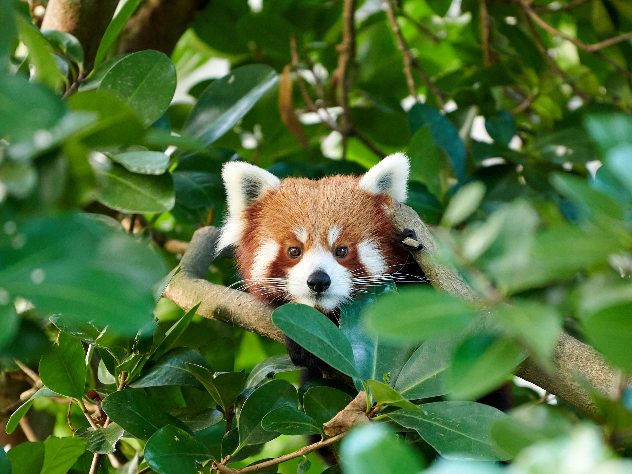 Wildlife