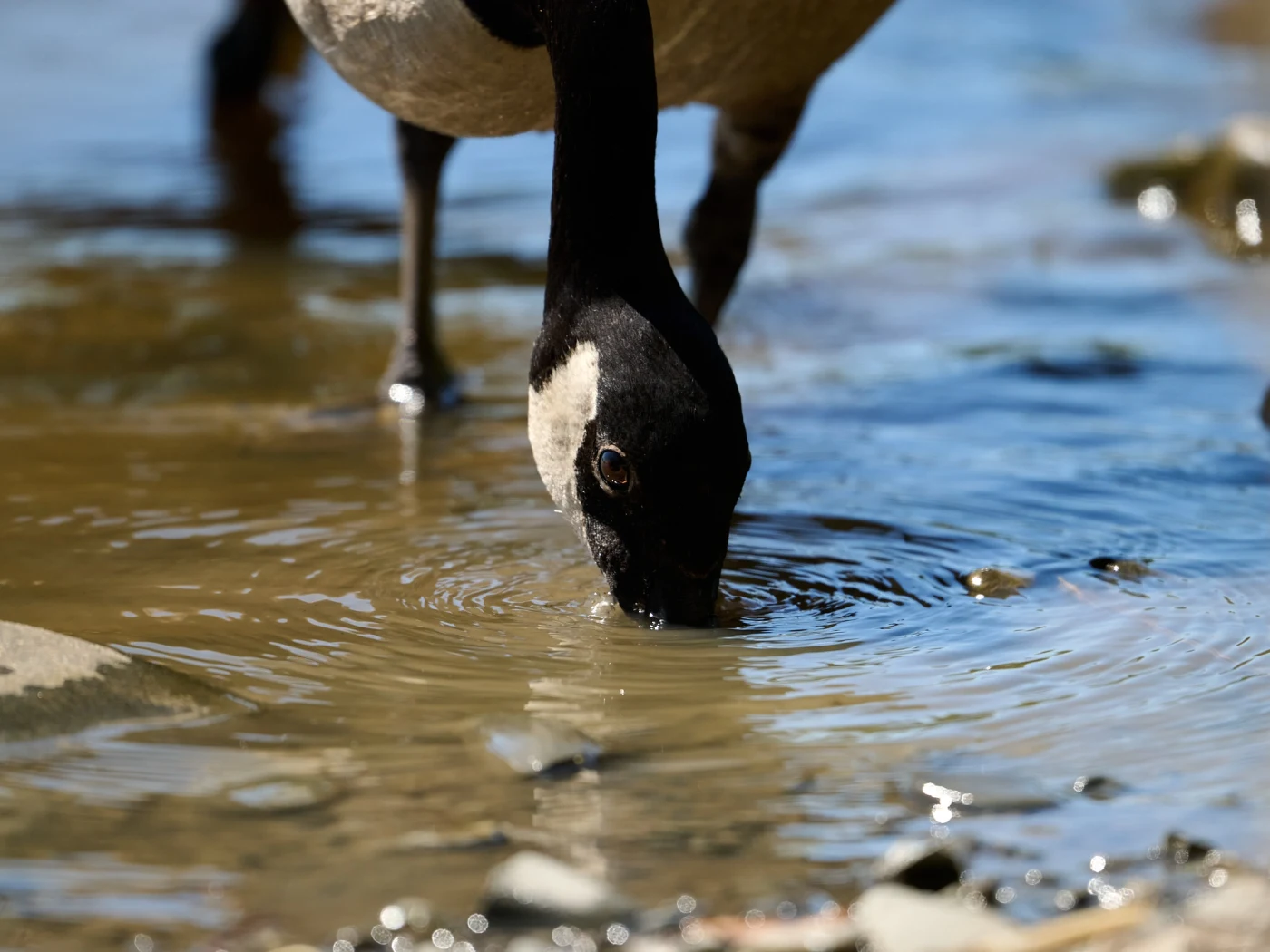 Wildlife