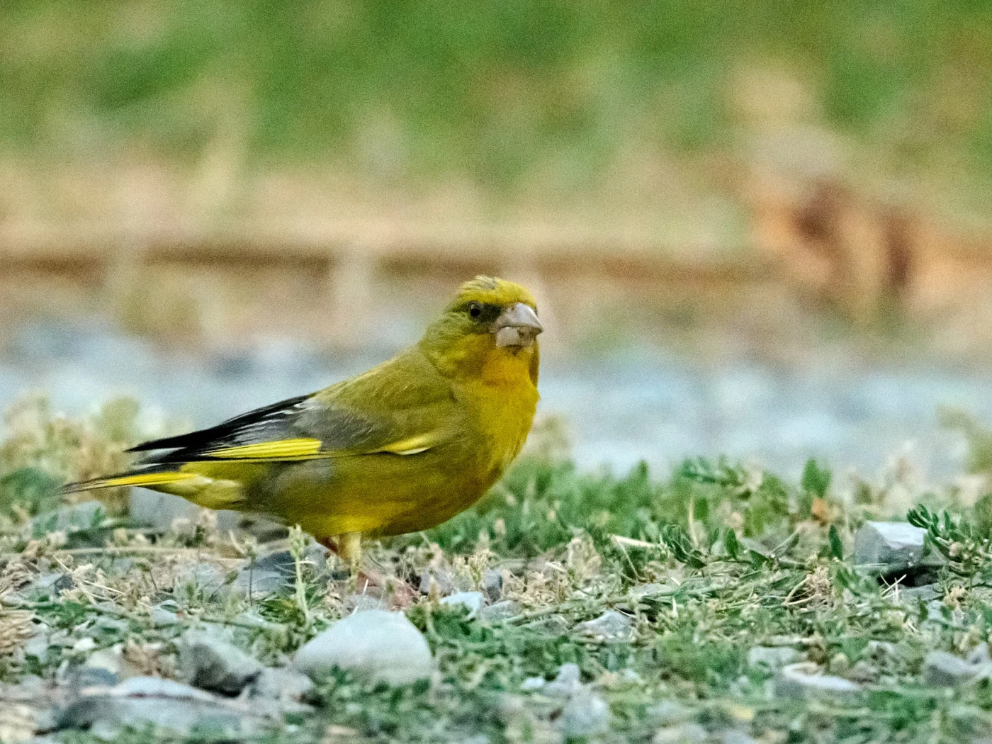 Wildlife