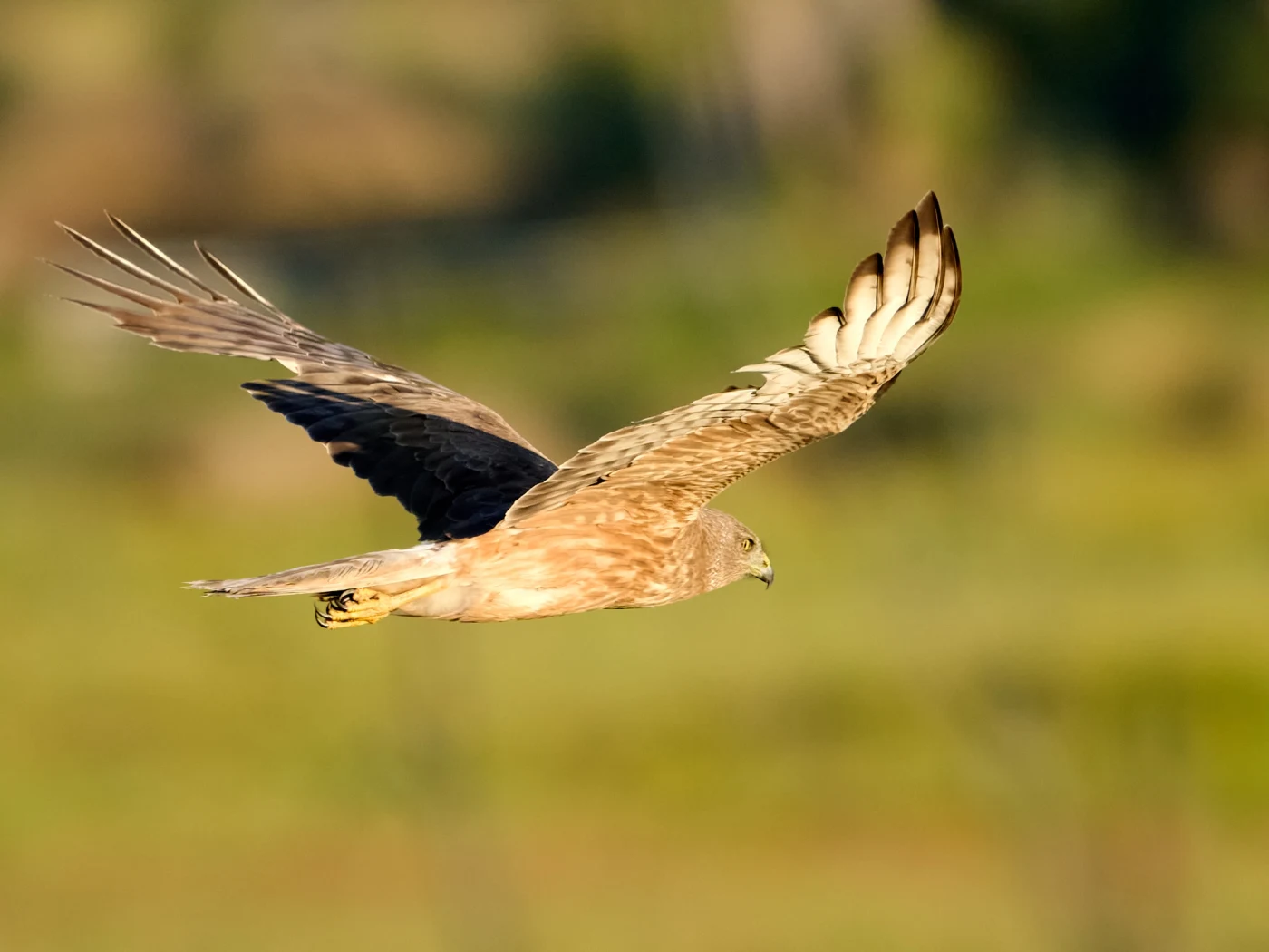Wildlife